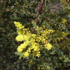 Acacia pravissima (Wedge-leaved Wattle, Ovens Wattle) at Molonglo Valley, ACT - 10 Sep 2015 by galah681