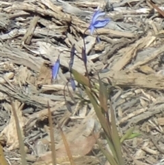 Stypandra glauca (Nodding Blue Lily) at Molonglo Valley, ACT - 10 Sep 2015 by galah681