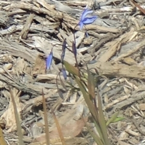 Stypandra glauca at Molonglo Valley, ACT - 10 Sep 2015