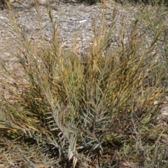 Stypandra glauca at Molonglo Valley, ACT - 10 Sep 2015