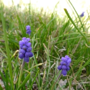 Muscari armeniacum at Hall, ACT - 12 Sep 2015