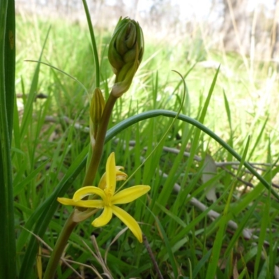 Bulbine bulbosa (Golden Lily) at Hall, ACT - 12 Sep 2015 by JanetRussell