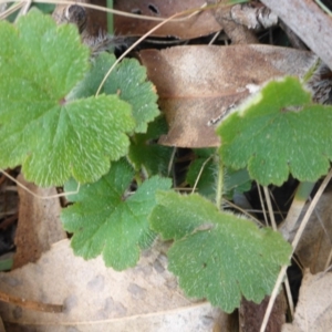 Hydrocotyle sp. at Hall, ACT - 12 Sep 2015