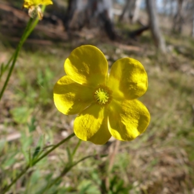 Ranunculus lappaceus (Australian Buttercup) at Hall Cemetery - 12 Sep 2015 by JanetRussell