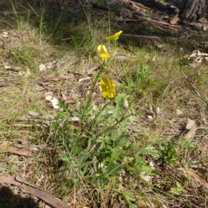 Ranunculus lappaceus at Hall, ACT - 12 Sep 2015 11:56 AM