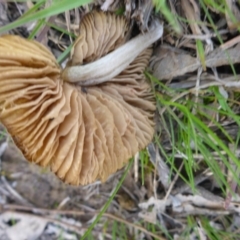 Inocybe sp. at Hall, ACT - 12 Sep 2015