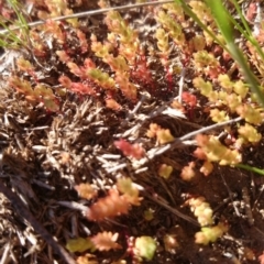 Crassula sieberiana (Austral Stonecrop) at Acton, ACT - 15 Sep 2015 by TimYiu