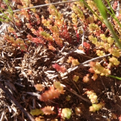Crassula sieberiana (Austral Stonecrop) at Acton, ACT - 15 Sep 2015 by TimYiu