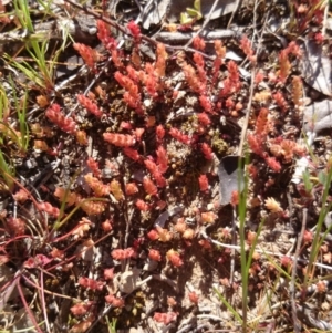 Crassula sieberiana at Acton, ACT - 15 Sep 2015