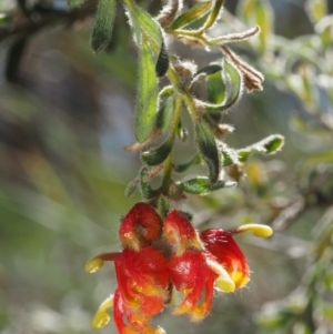 Grevillea alpina at Aranda, ACT - 11 Sep 2015 12:27 PM