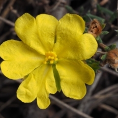 Hibbertia calycina (Lesser Guinea-flower) at Aranda Bushland - 11 Sep 2015 by KenT