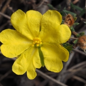 Hibbertia calycina at Aranda, ACT - 11 Sep 2015