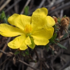 Hibbertia calycina at Aranda, ACT - 11 Sep 2015 10:35 AM