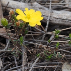 Hibbertia calycina at Aranda, ACT - 11 Sep 2015