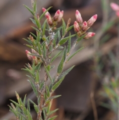 Leucopogon virgatus at Aranda, ACT - 11 Sep 2015