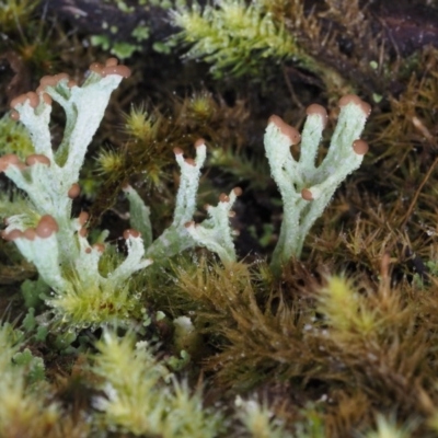 Cladonia sp. (genus) (Cup Lichen) at Paddys River, ACT - 5 Sep 2015 by KenT