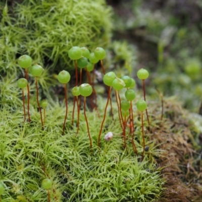 Philonotis sp. (A moss) at Bullen Range - 5 Sep 2015 by KenT