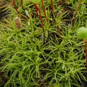 Philonotis sp. at Paddys River, ACT - 5 Sep 2015 10:59 AM