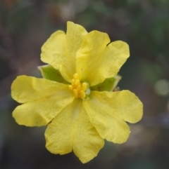 Hibbertia calycina (Lesser Guinea-flower) at Canberra Central, ACT - 12 Sep 2015 by KenT