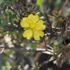 Hibbertia calycina at Canberra Central, ACT - 13 Sep 2015