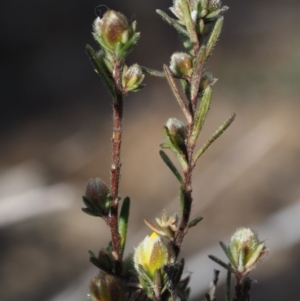 Hibbertia calycina at Canberra Central, ACT - 13 Sep 2015 08:22 AM