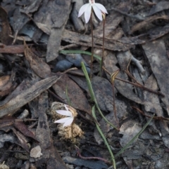 Caladenia fuscata at Canberra Central, ACT - 13 Sep 2015