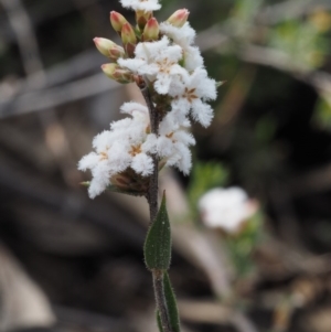 Leucopogon virgatus at Black Mountain - 13 Sep 2015