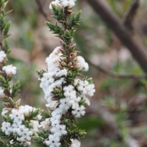 Styphelia attenuata at Canberra Central, ACT - 13 Sep 2015 09:01 AM