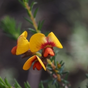 Dillwynia phylicoides at Canberra Central, ACT - 13 Sep 2015