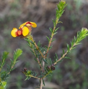 Dillwynia phylicoides at Canberra Central, ACT - 13 Sep 2015 09:08 AM