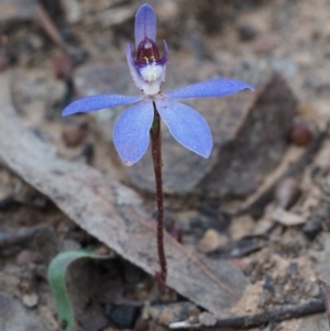 Cyanicula caerulea at Canberra Central, ACT - 13 Sep 2015