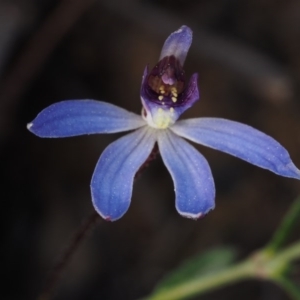 Cyanicula caerulea at Canberra Central, ACT - 13 Sep 2015