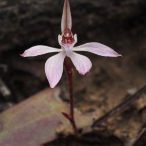 Caladenia fuscata at Canberra Central, ACT - suppressed