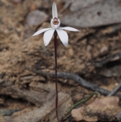 Caladenia fuscata at Canberra Central, ACT - suppressed
