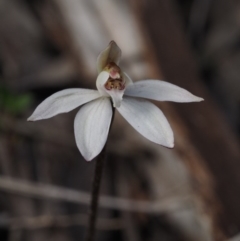 Caladenia fuscata at Canberra Central, ACT - suppressed