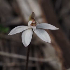 Caladenia fuscata at Canberra Central, ACT - suppressed
