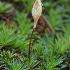 Dawsonia (genus) (A moss) at Canberra Central, ACT - 13 Sep 2015 by KenT