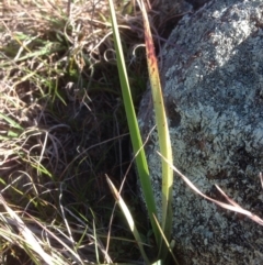 Dianella sp. aff. longifolia (Benambra) (Pale Flax Lily, Blue Flax Lily) at Denman Prospect, ACT - 15 Sep 2015 by RichardMilner