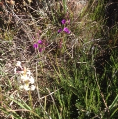 Swainsona monticola (Notched Swainson-Pea) at Denman Prospect, ACT - 15 Sep 2015 by RichardMilner