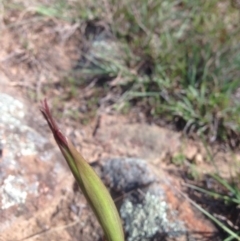 Diuris dendrobioides at suppressed - suppressed