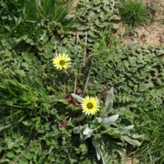 Arctotheca calendula (Capeweed, Cape Dandelion) at Molonglo Valley, ACT - 10 Sep 2015 by galah681