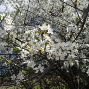 Pyrus sp. at Molonglo Valley, ACT - 10 Sep 2015