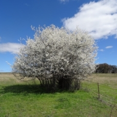 Pyrus sp. at Molonglo Valley, ACT - 10 Sep 2015 11:45 AM