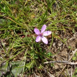 Erodium cicutarium at Molonglo Valley, ACT - 10 Sep 2015 11:46 AM