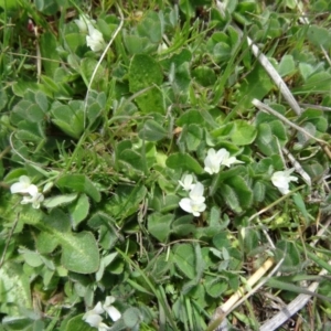 Trifolium subterraneum at Molonglo Valley, ACT - 10 Sep 2015