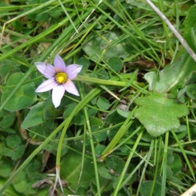 Romulea rosea var. australis (Onion Grass) at Molonglo Valley, ACT - 10 Sep 2015 by galah681