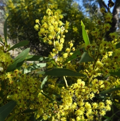 Acacia rubida (Red-stemmed Wattle, Red-leaved Wattle) at Paddys River, ACT - 5 Sep 2015 by galah681