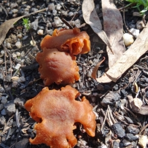 Laccaria sp. at Paddys River, ACT - 5 Sep 2015