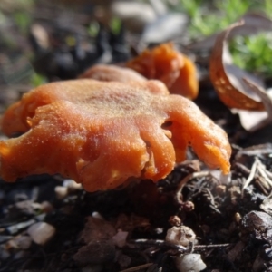 Laccaria sp. at Paddys River, ACT - 5 Sep 2015