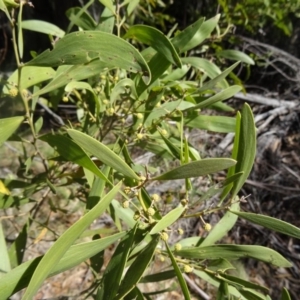 Acacia melanoxylon at Paddys River, ACT - 5 Sep 2015